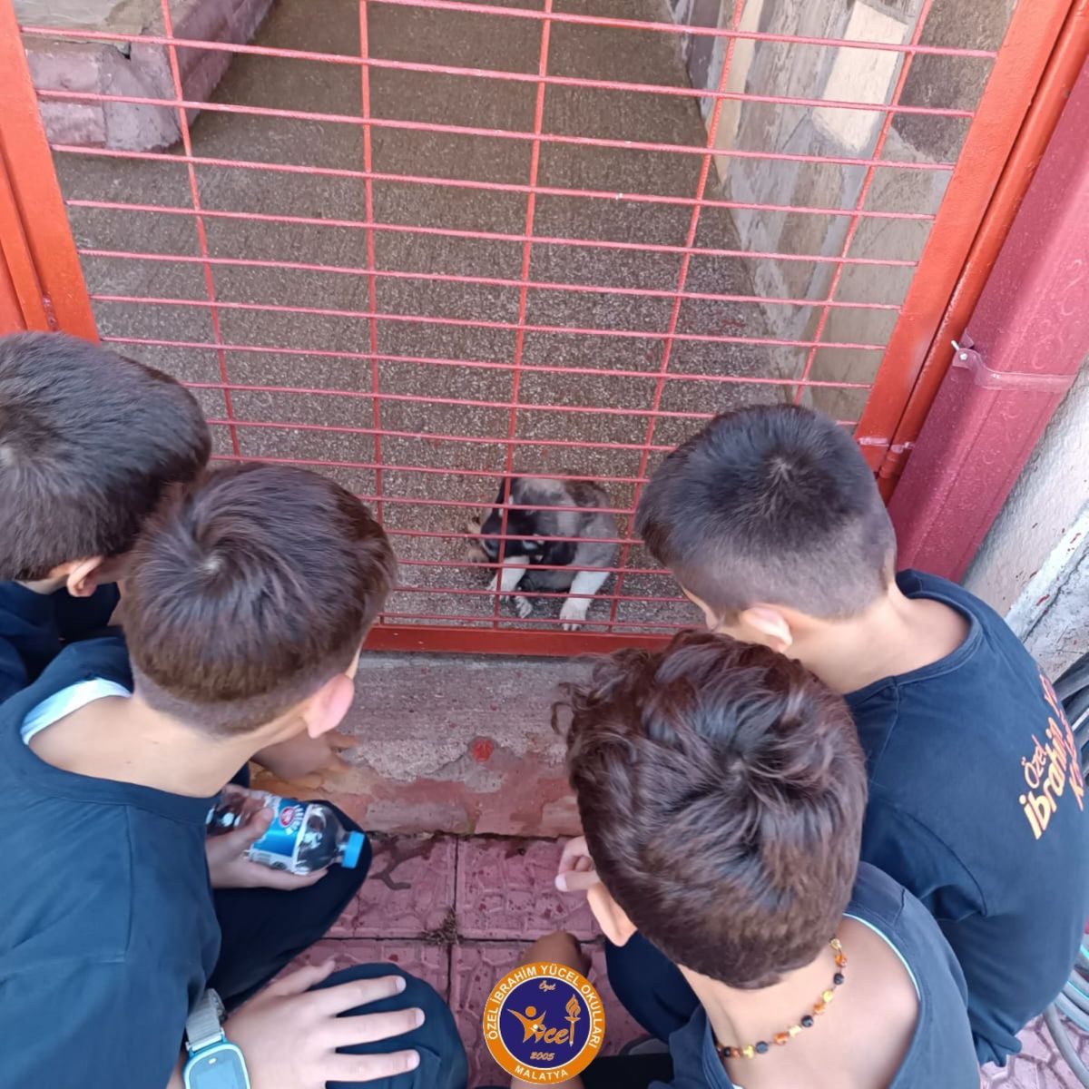 4 ekim hayvanları koruma günü