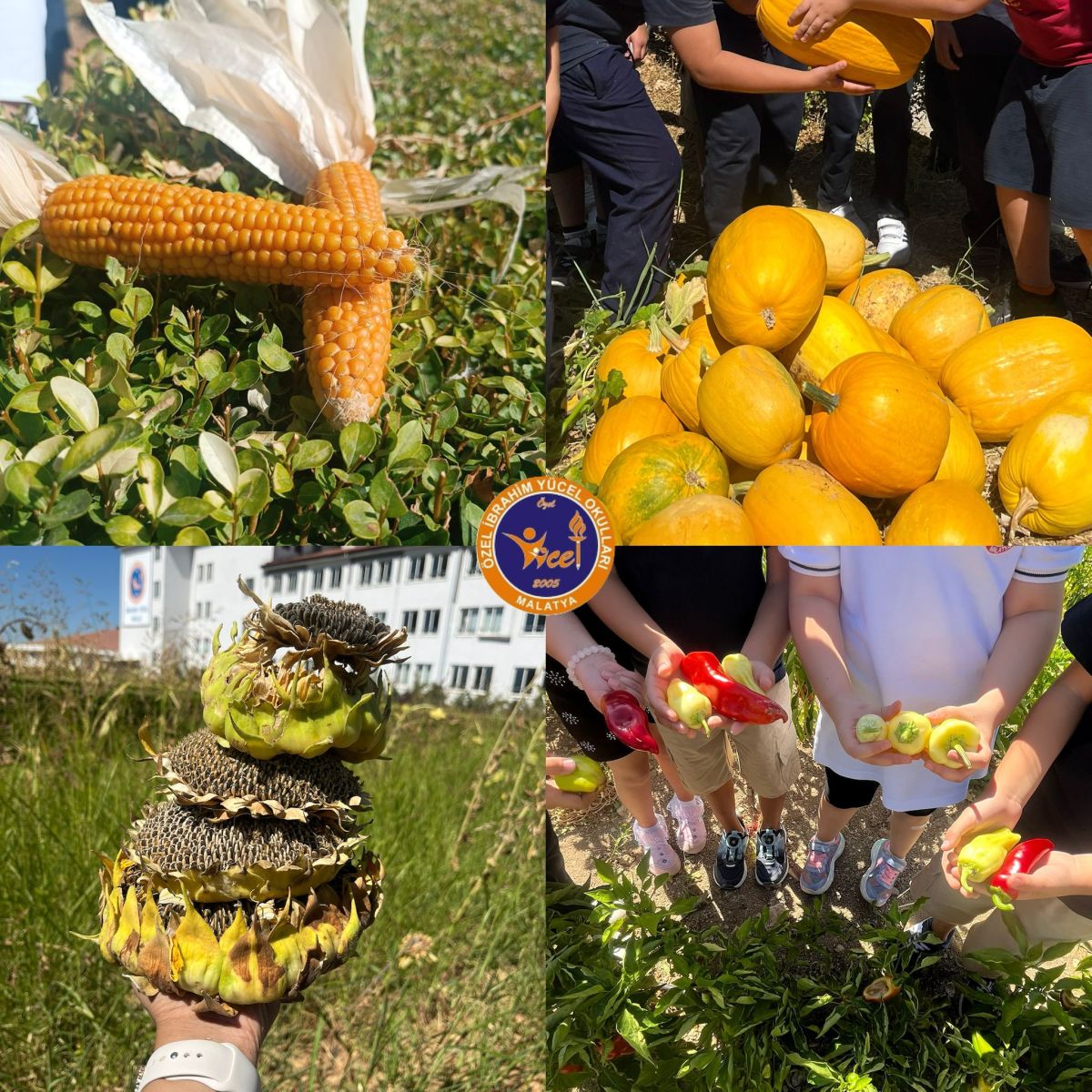 İYO DA HASAT VAKTİ